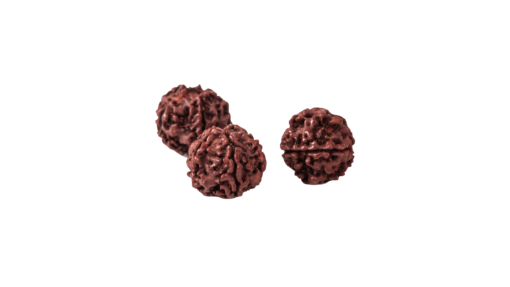 Rudraksha